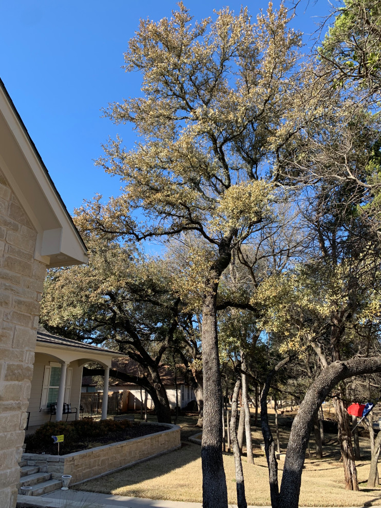 Live Oak Freeze Damage