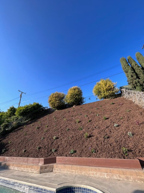 Backyard Renovation