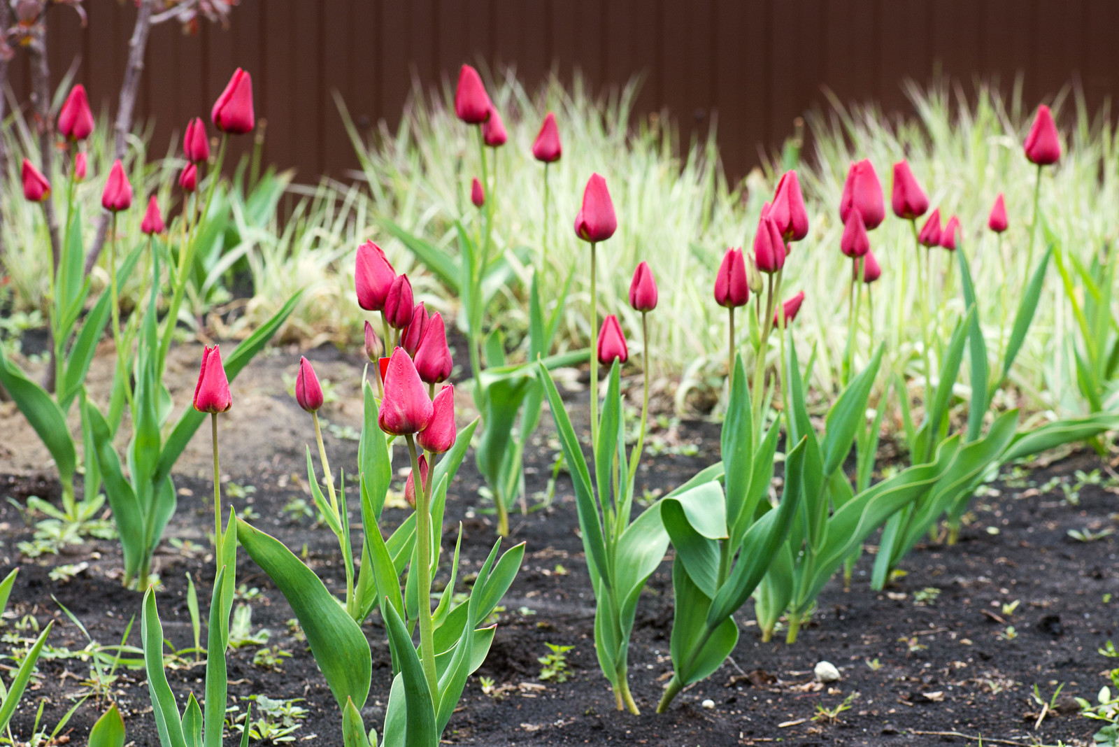 Первая весна в саду "Красный октябрь"