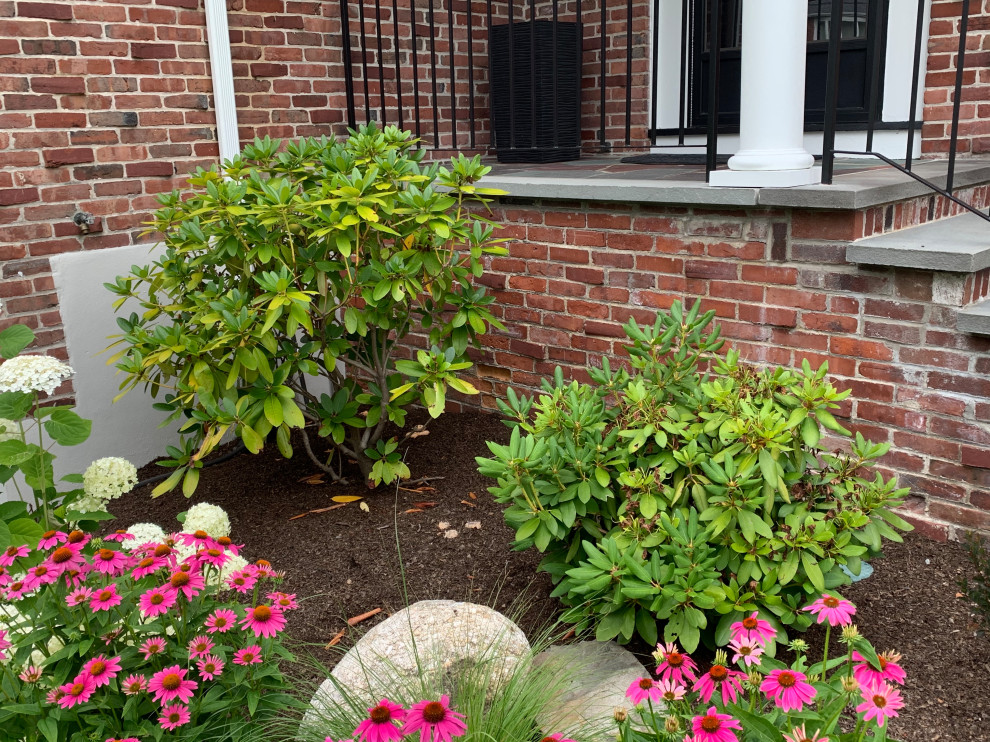 Transplanted rhododendron is very yellow! | Houzz Forum