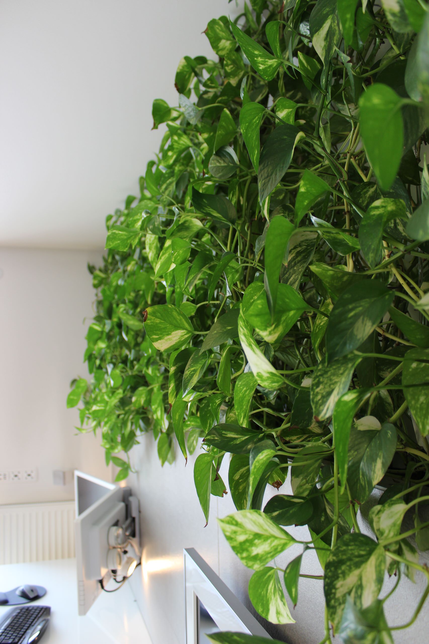 Here is a list of vines & climbing plants that flower for Indian homes.