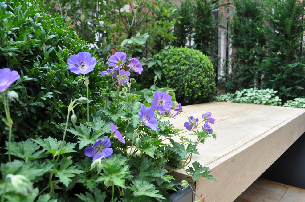 Inspiration for a small contemporary backyard formal garden in London with natural stone pavers.