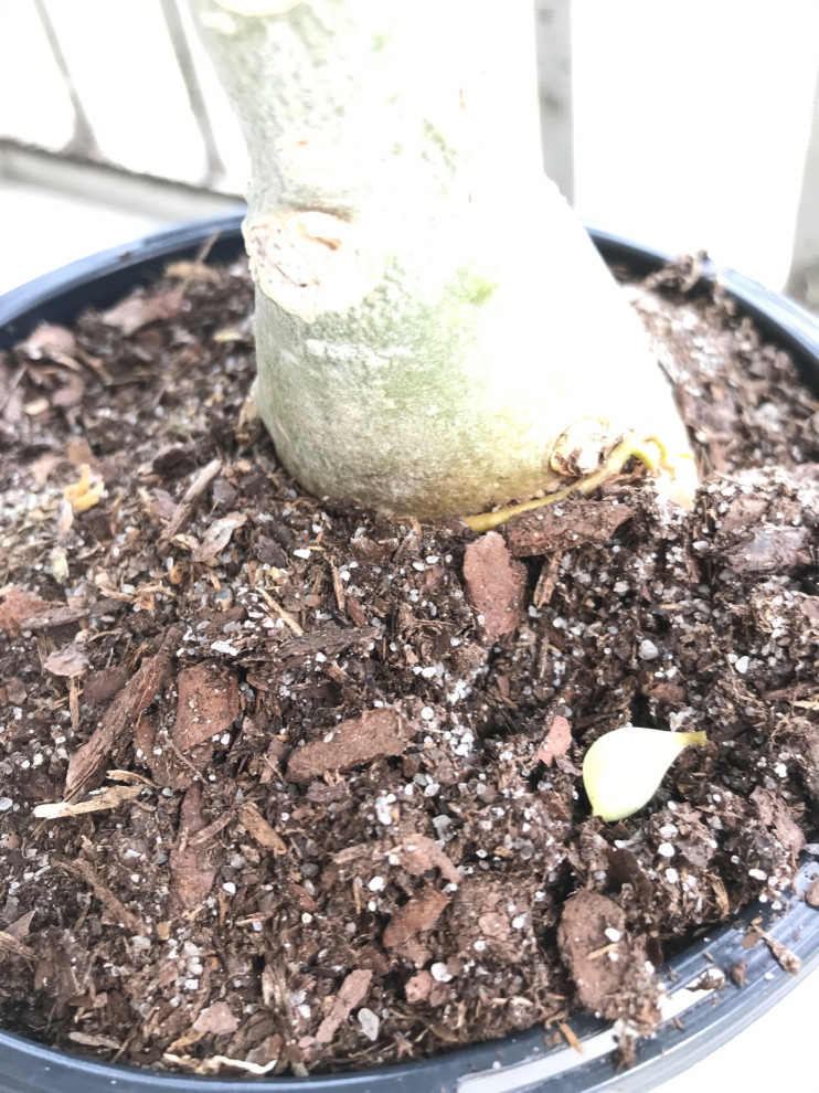 Adenium, Central Florida, Watering | Houzz Forum