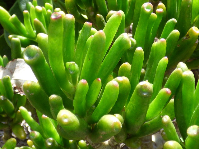 Ogre Ears Shrek ET Jade Plant Succulent PLANT beautiful Green Gollum