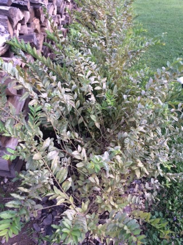 Pribits What Ails Our Privet? | Houzz Forum