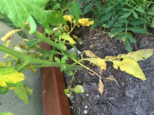 My new tomato plants have yellow leaves at the bottom My new tomato plants have yellow leaves at the bottom