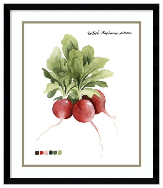 Framed Art Print Root Vegetable Iv Radish By Grace Popp Outer Framed Art Print Root Vegetable Iv Radish By Grace Popp Outer Size 21 X25 Farmhouse Prints And Posters Amanti