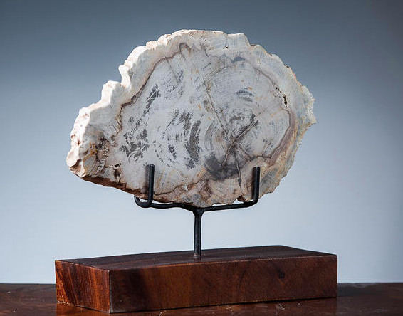 FAY окаменелое дерево