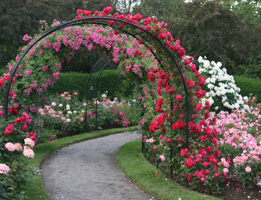 Roses Gardens