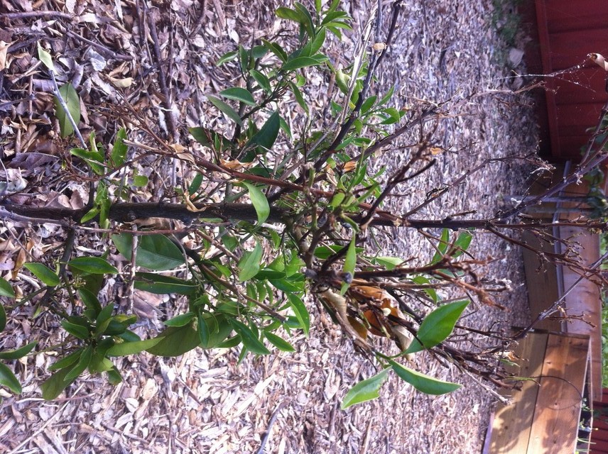 Help, My orange tree is dying