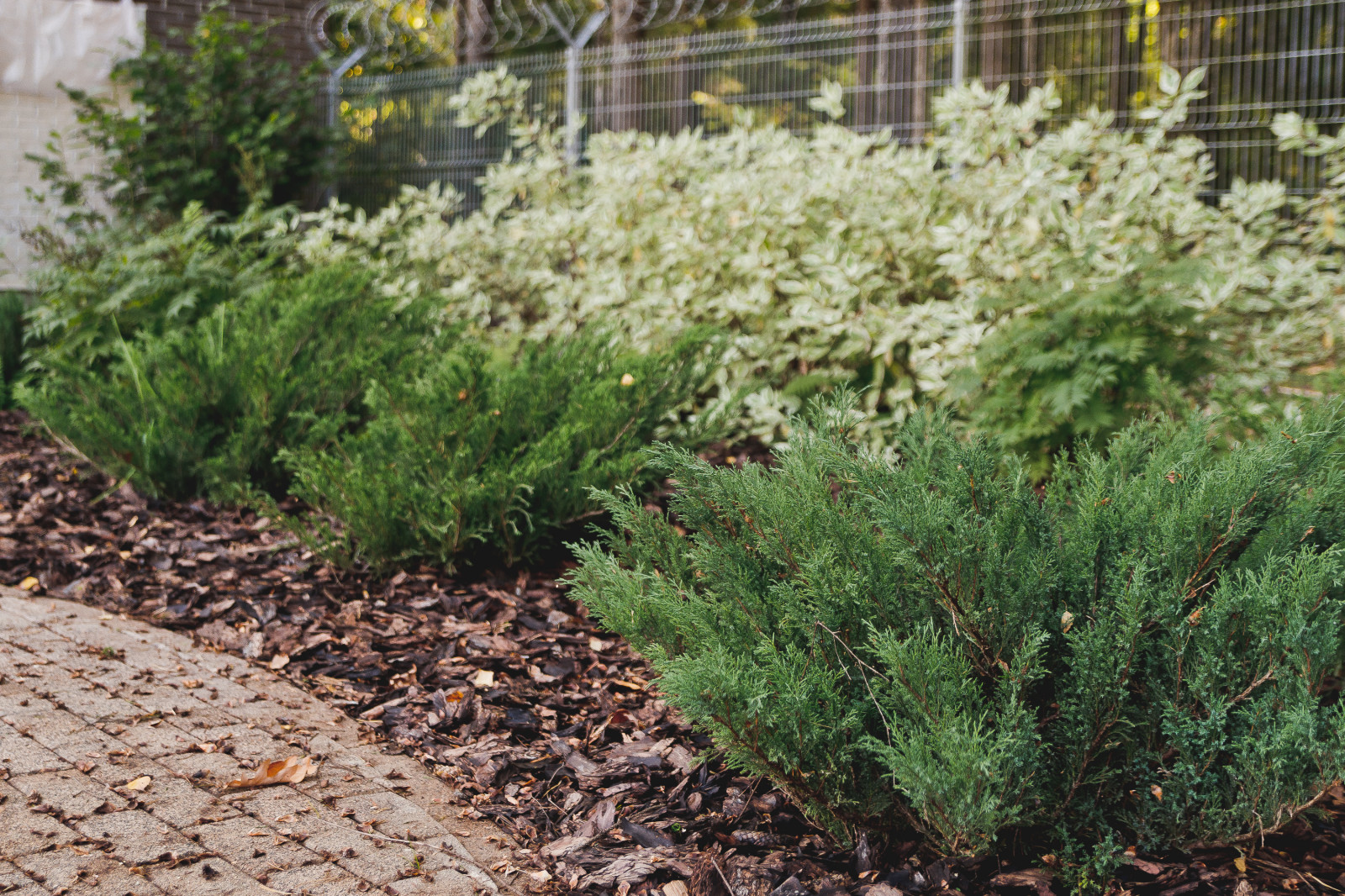 Сад на краю леса