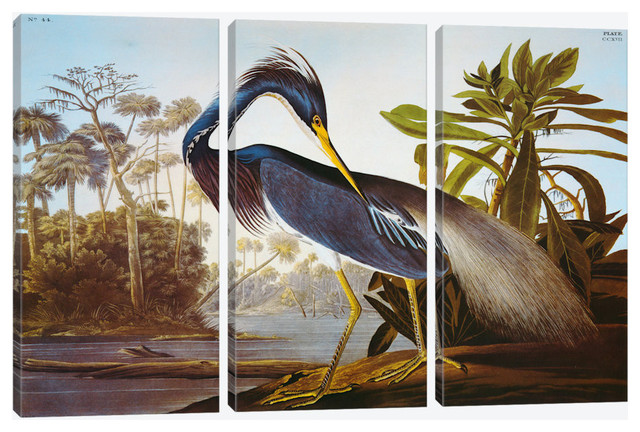 Louisiana Heron "Birds of America" by John James Audubon Canvas Print, 60"x40"