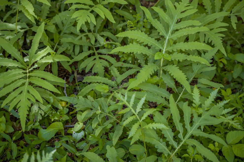Favorite Plants
