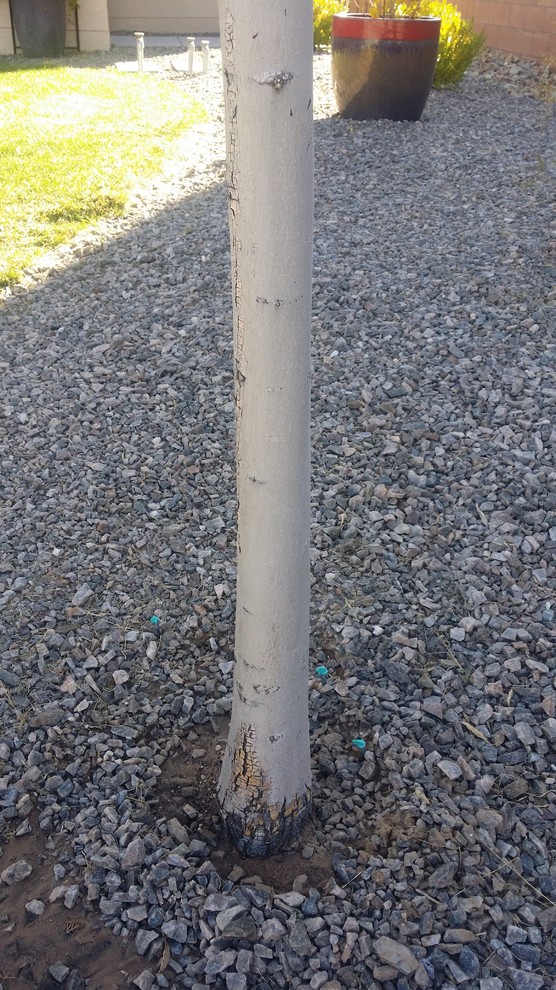 Dutremble Tree Help with tree