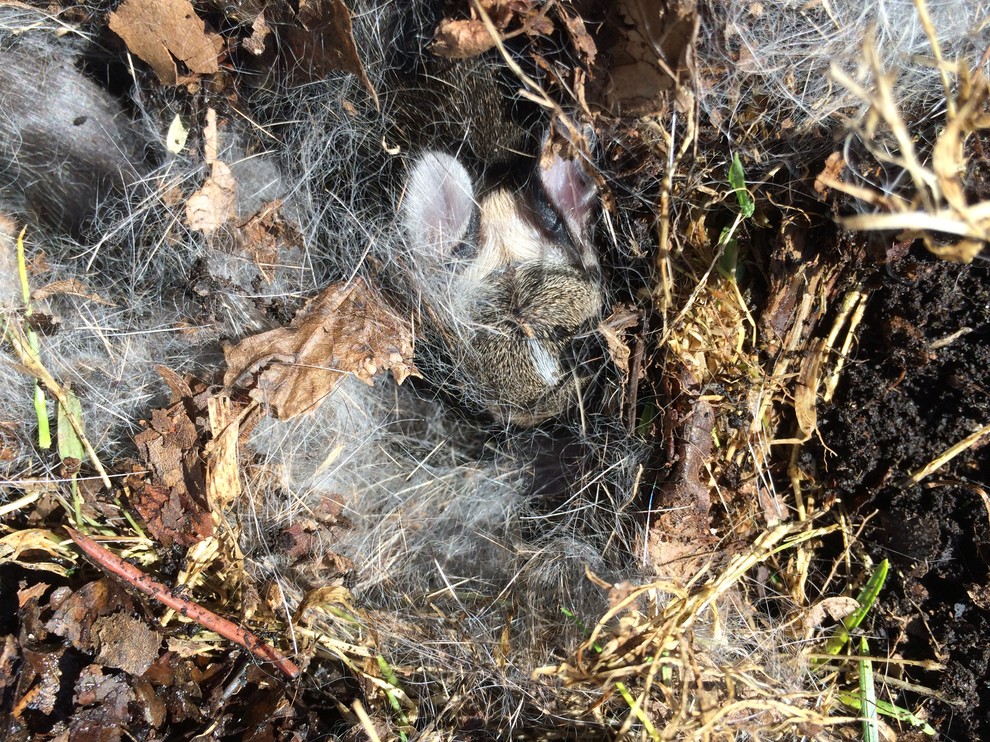 How to dispose of bunny nest?