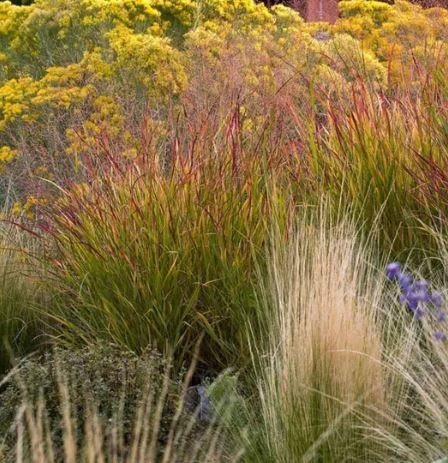 Native plants