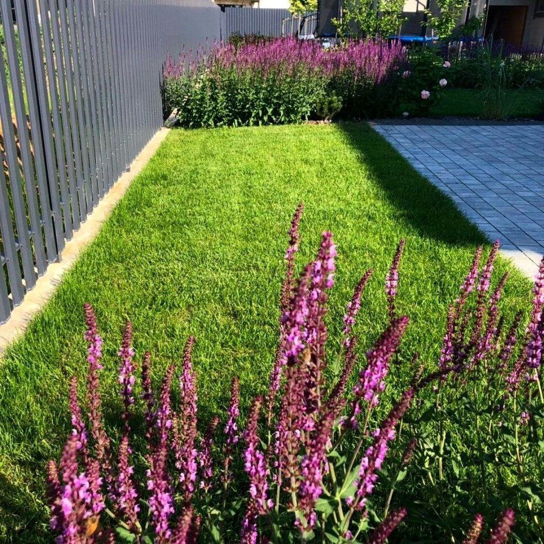 Рулонный газон