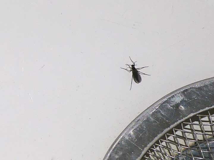 gnats in my bathroom