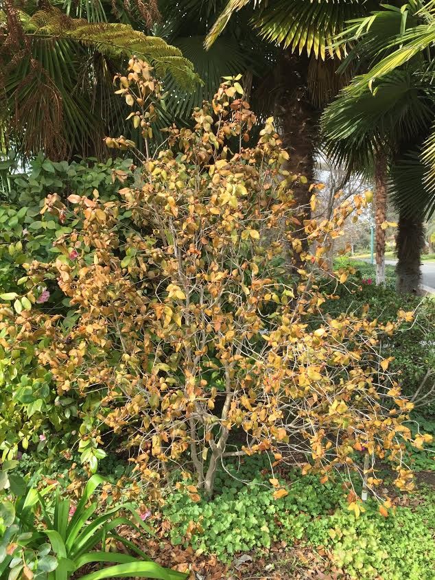 Is my beloved camellia dying??