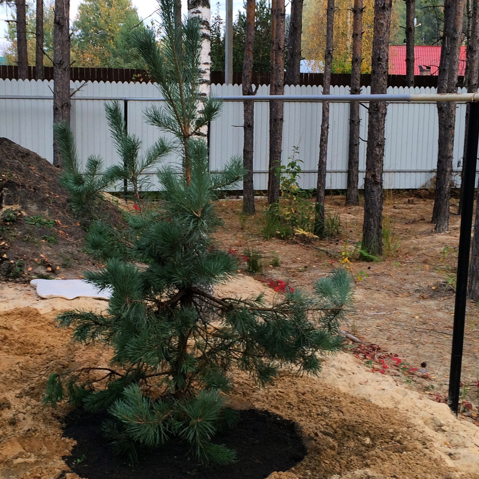 Лесная сказка Марий Эл. Сад в стиле Naturgarden