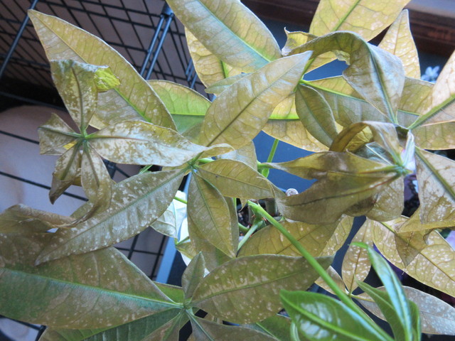Just bought a money tree, and the leaves are drooping/ wilting.. | Houzz  Forum