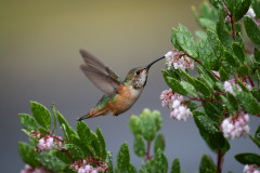 Create a Container Wildlife Habitat for Hummingbirds and Butterflies