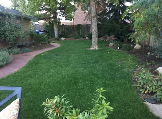 Backyard Before