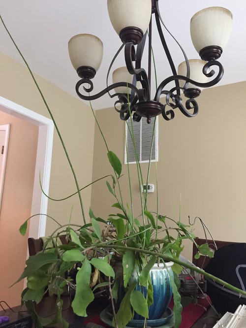 'Christ in the Manger' plant