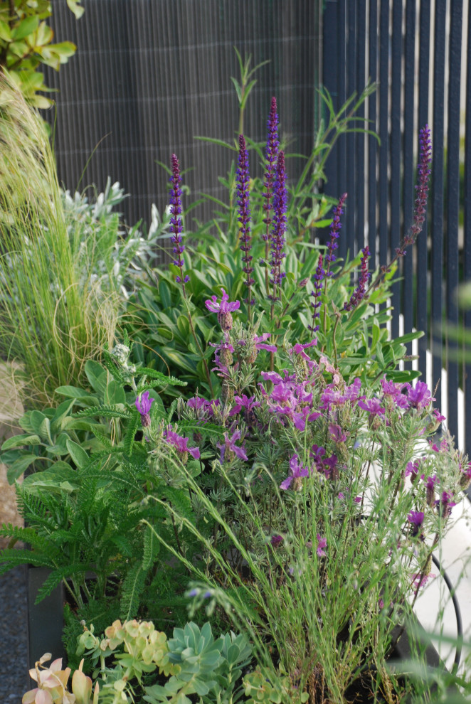 This is an example of a large mediterranean backyard garden in Other with a container garden.