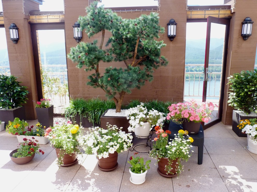 Бонсайная сосна и композиции с искусственными растениями в напольных кашпо.Терра