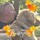 kelly_danielsmaitland