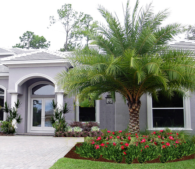 Tampa Palms Contemporary Landscape Tropical Garden Tampa