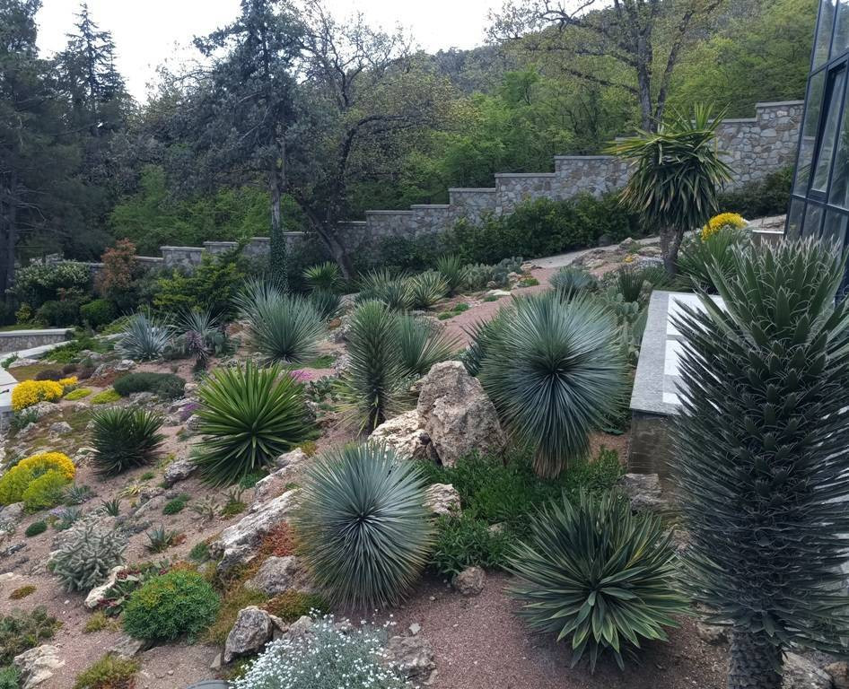 Foto di un grande giardino xeriscape mediterraneo esposto in pieno sole in autunno con sassi e rocce e un pendio, una collina o una riva