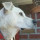 peter_kelly58