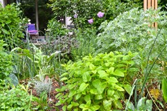 Einen Kräutergarten anlegen und abwechslungsreich bepflanzen