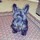 sharon_galloway