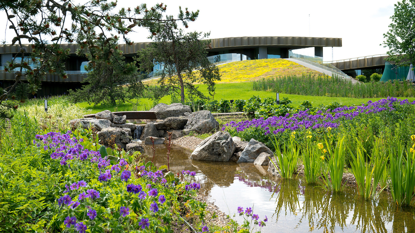 Природный сад. Жуковка XXI век. 2017-2018 гг.
