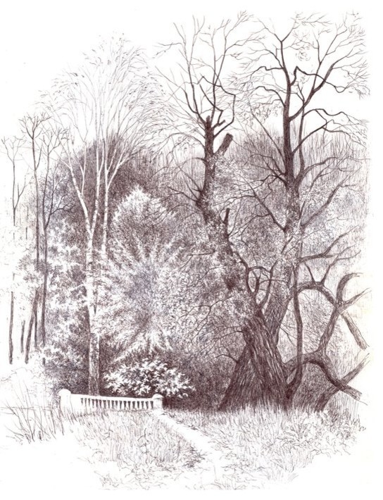 Мои черно-белые рисунки