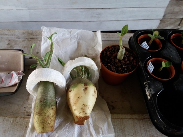 Root training 