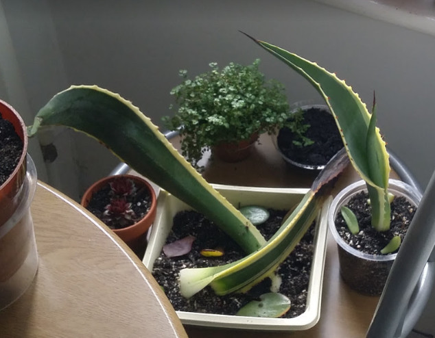 Agave propagation by leaves | Houzz Forum