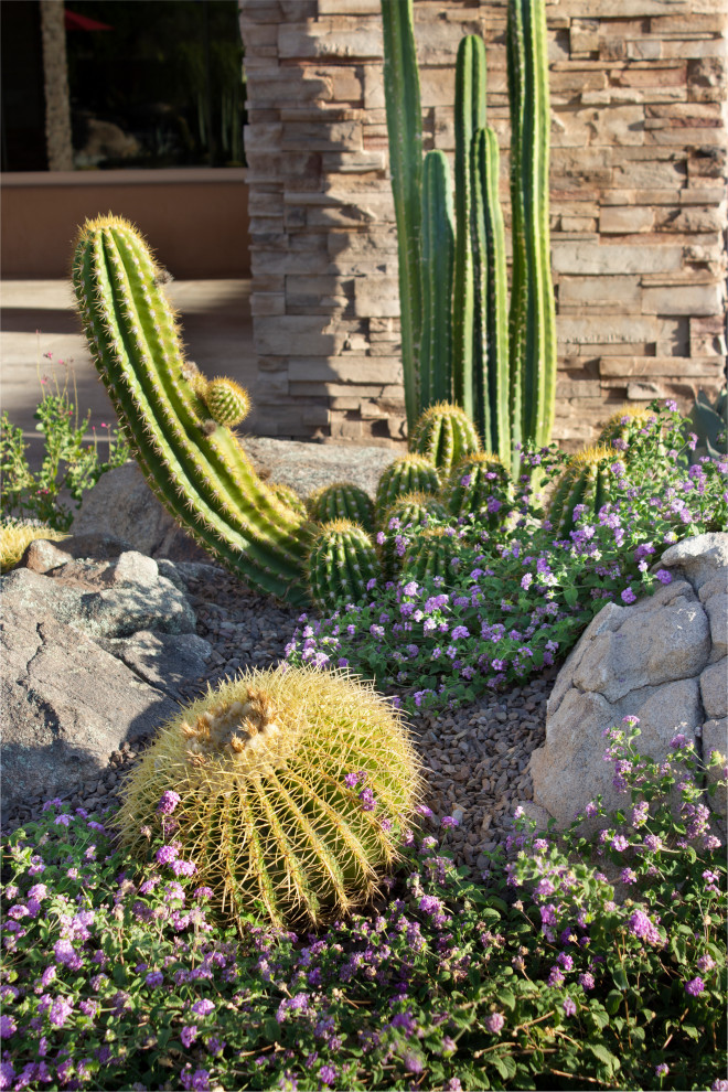 Photo of a large back garden in Phoenix.