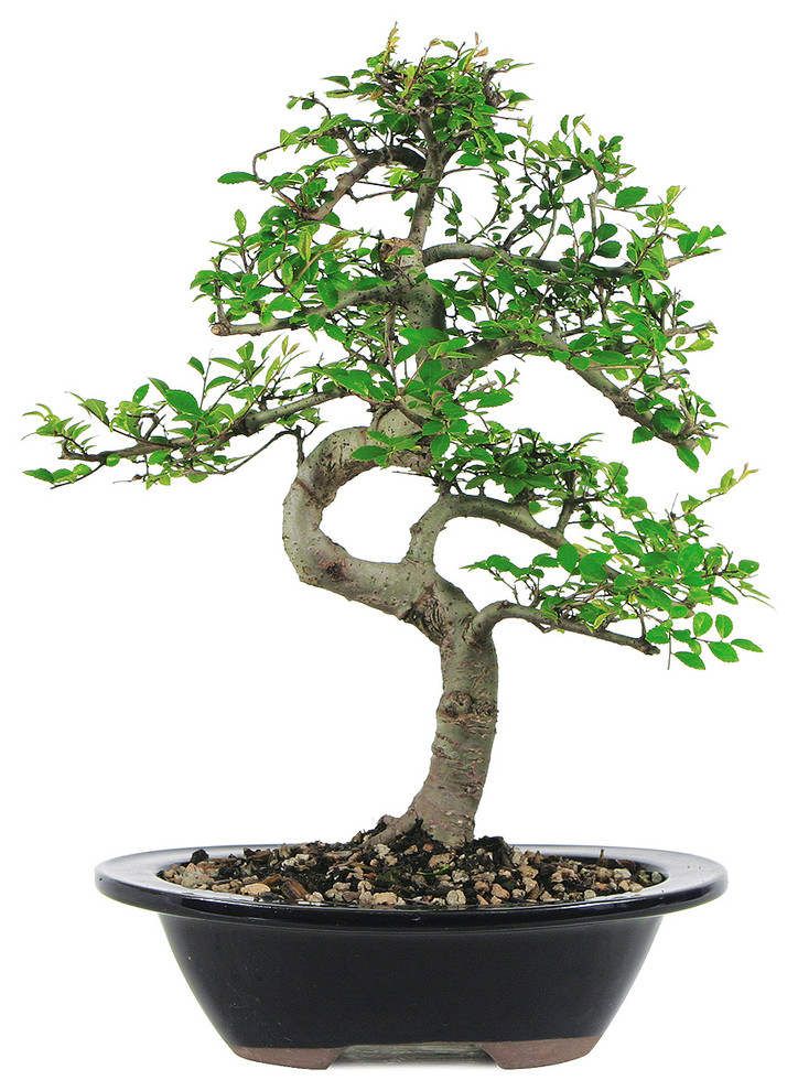Chinese Elm Bonsai Tree, Medium