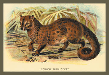 Common Palm Civet 20x30 poster