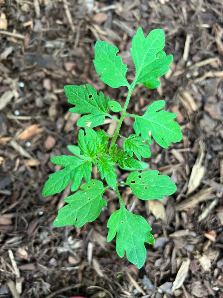 urgent! What is eating my tomato plant leaves?