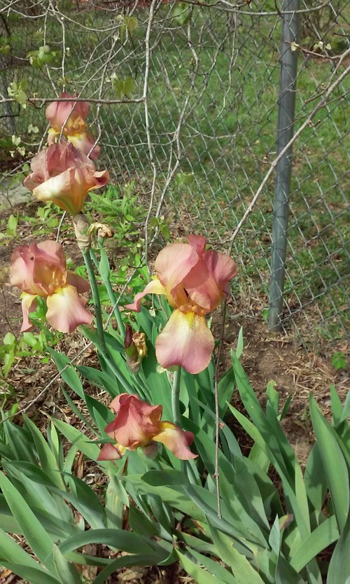 ?Ideas? Iris that smells like rootbeer.