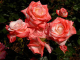 Pruning Secrets for Exquisite Roses (12 photos)