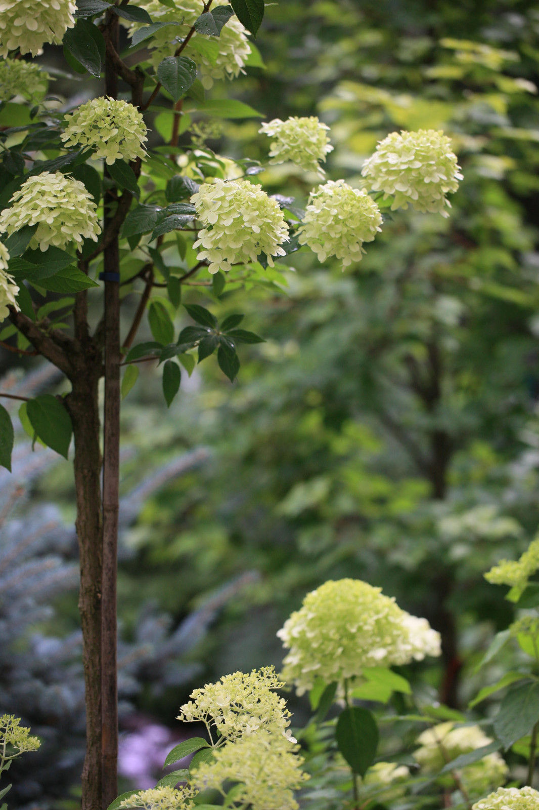 Сад Флориста