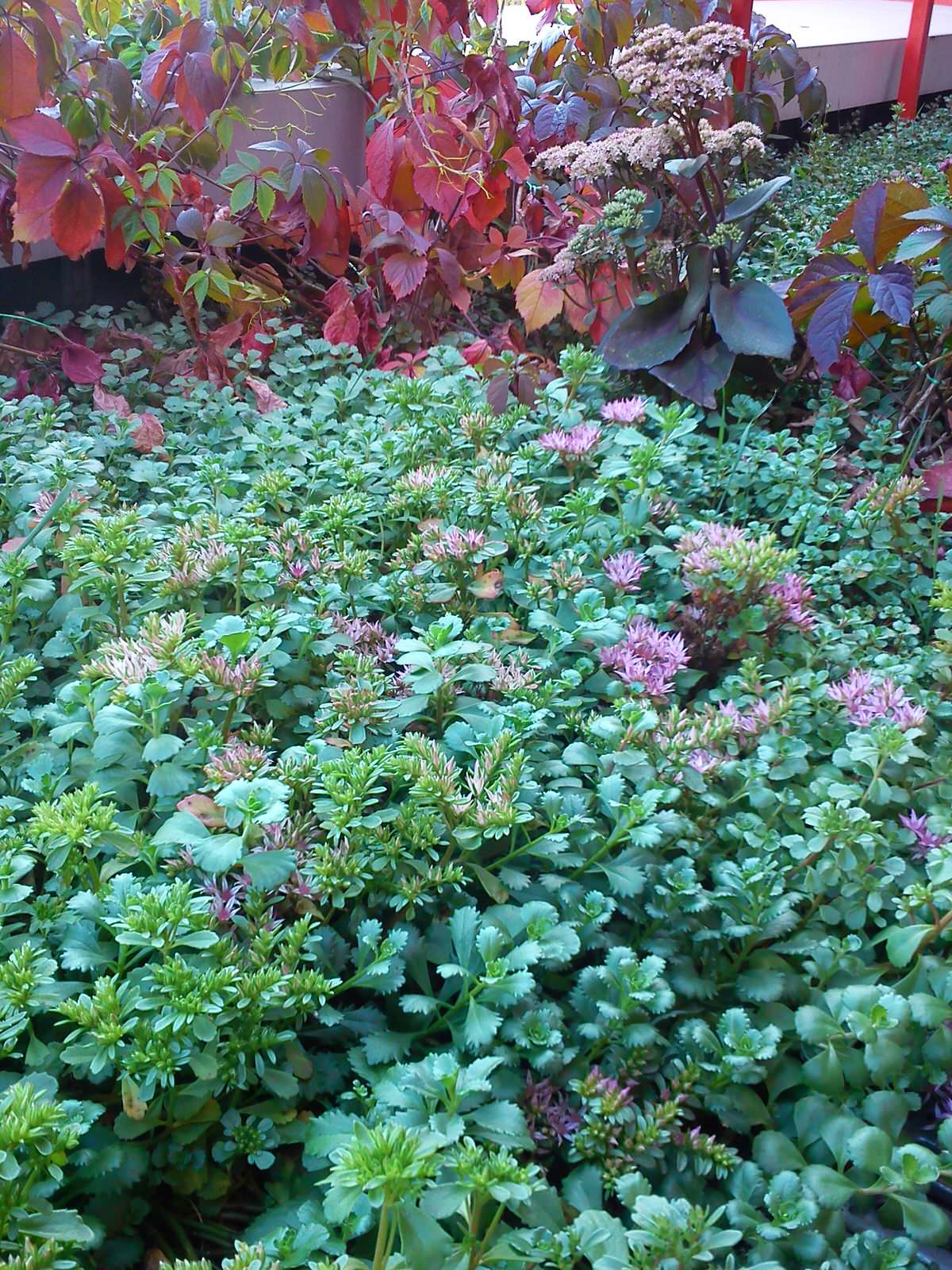 Зелёная крыша гостиницы "Альфа"