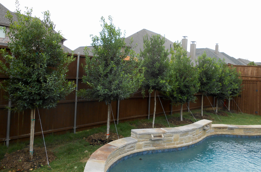 This is an example of a small traditional backyard full sun formal garden in Dallas.