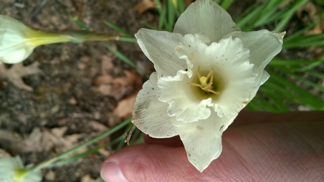 Daffodils 